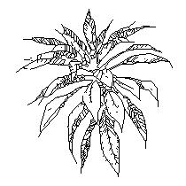 plant001