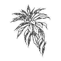 plant002