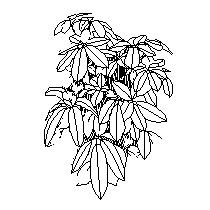 plant005