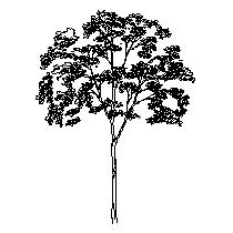 tree-ele004