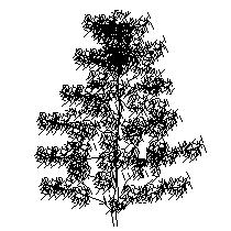 tree-ele016