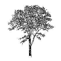 tree-ele111